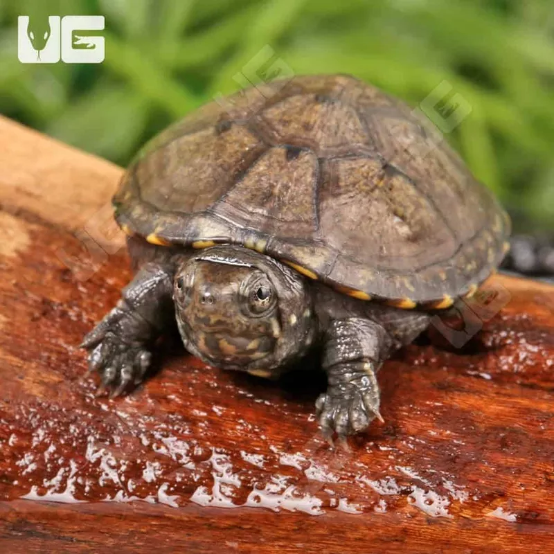 Baby Eastern Mud Turtle – Single