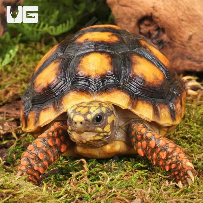 Yearling Redfoot Tortoise